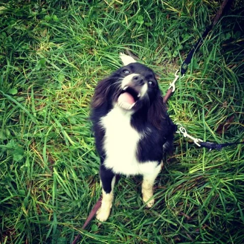 10691621_293547530839706_570150560_n1