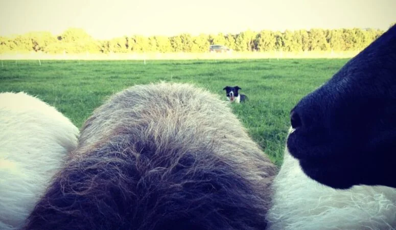 Training mit Kala Training mit Kala