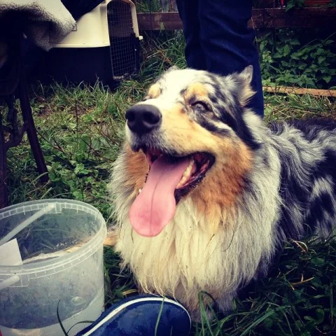 10707213_354535138046249_1331412250_n1