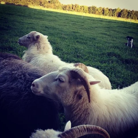 1661139_292920157575626_1568801330_n1