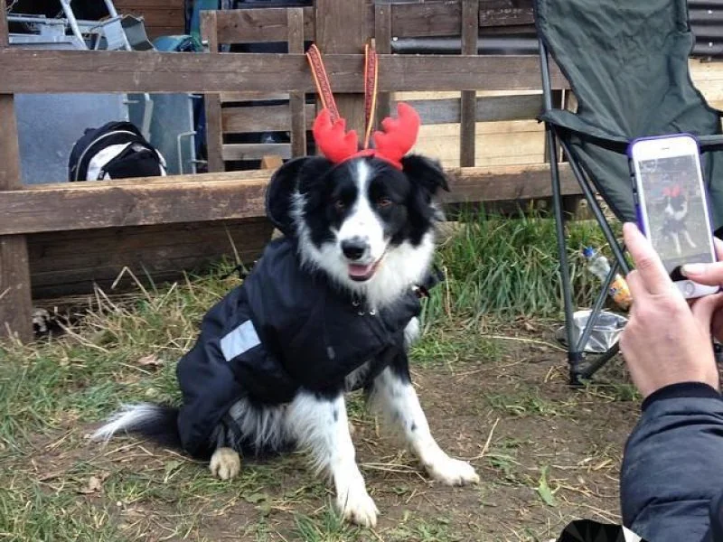 10838379_741834815892391_1655945714_n1 Alvin