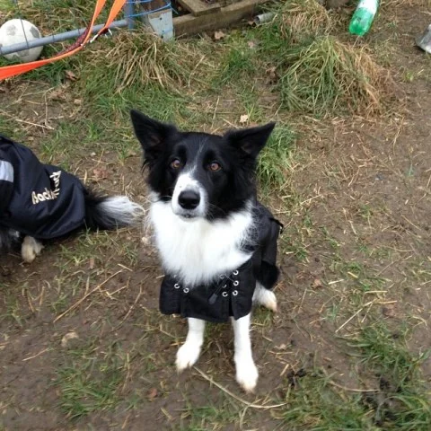 10838344_726355214108131_1705460595_n1