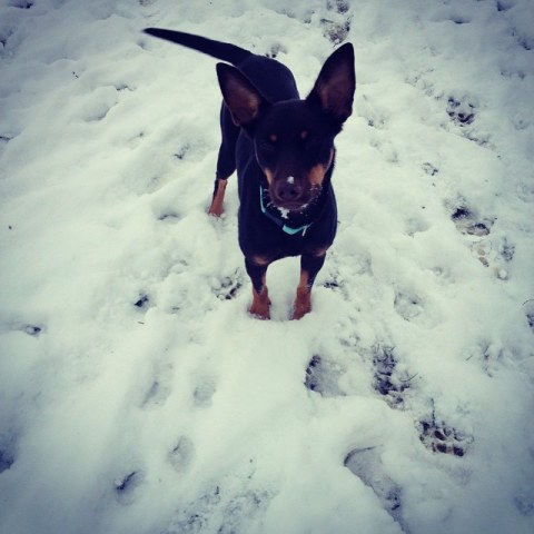 10864861_1520456178223319_1208630927_n1