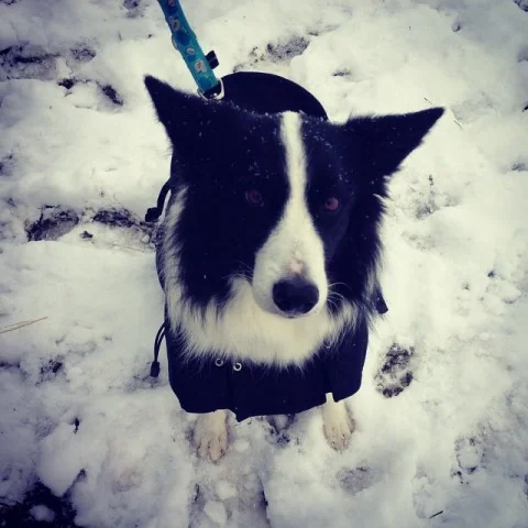 10890643_865069016870668_193842715_n