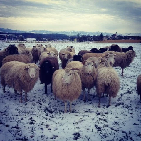 10859964_359578240892566_616007162_n