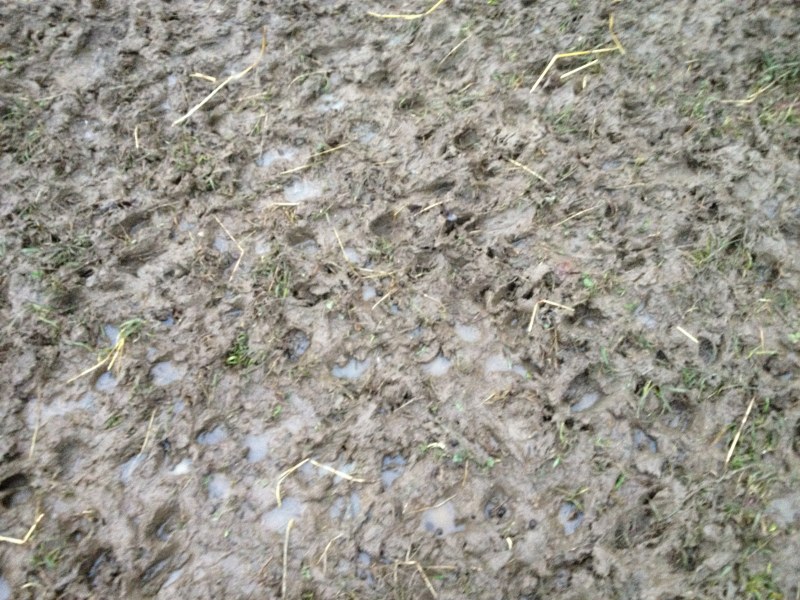 Igelleiten Gatsch 01