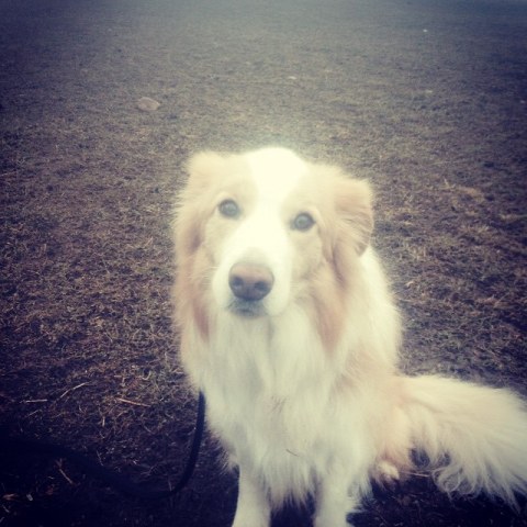 10932618_788115327932608_29483924_n