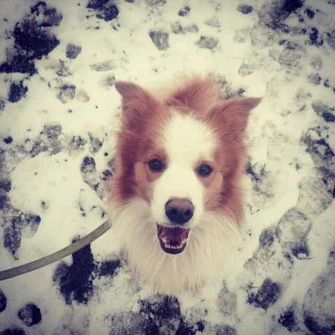 10952719_788218684548776_568010628_n1