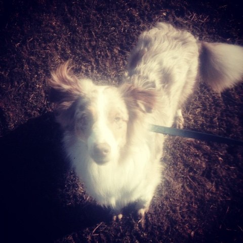 10963951_1584209801795364_210608232_n1