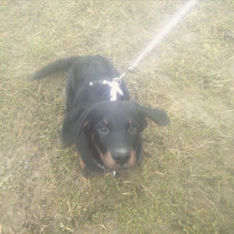 10979656_1550284648572928_1145700267_n4