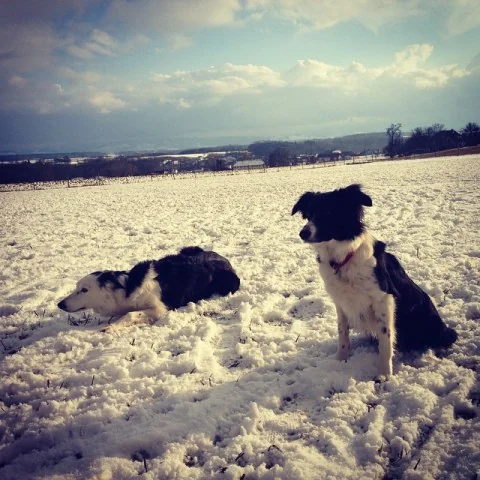 1799688_733688726746134_1622204610_n