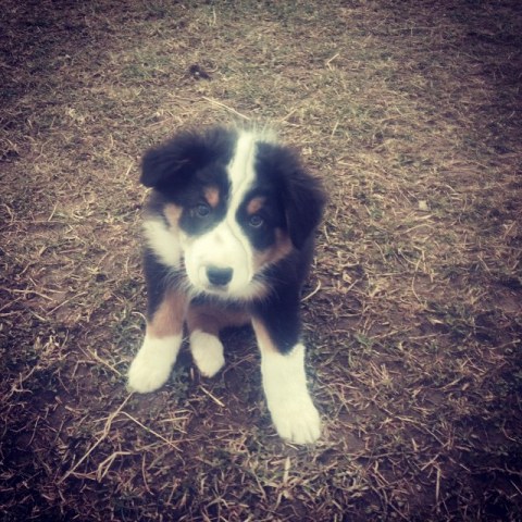 10955065_1554218114848461_507750437_n