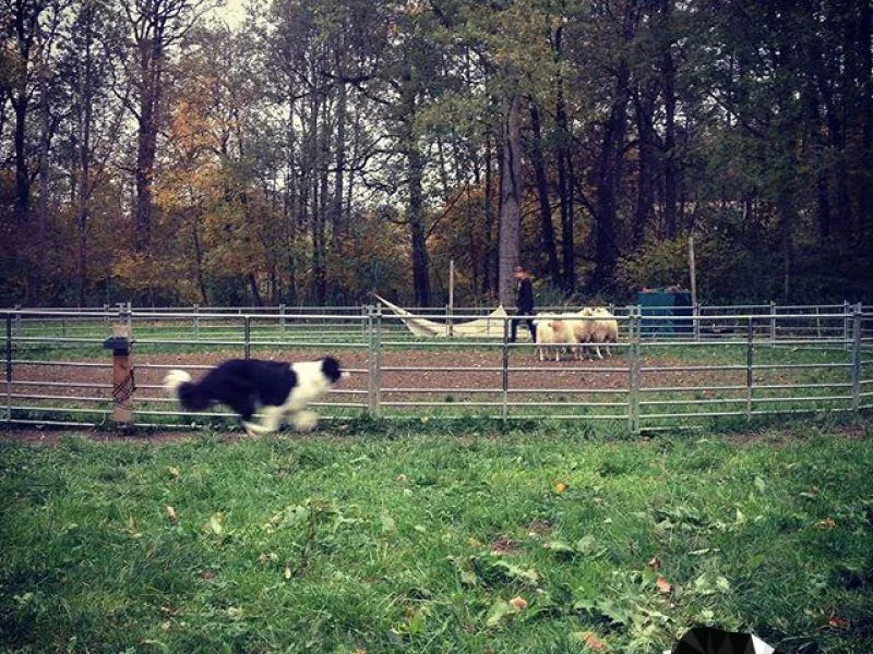 12070631_1631654600418510_498385136_n Yago