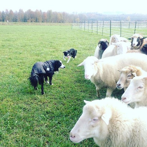 11849111_134386943587542_1978198800_n