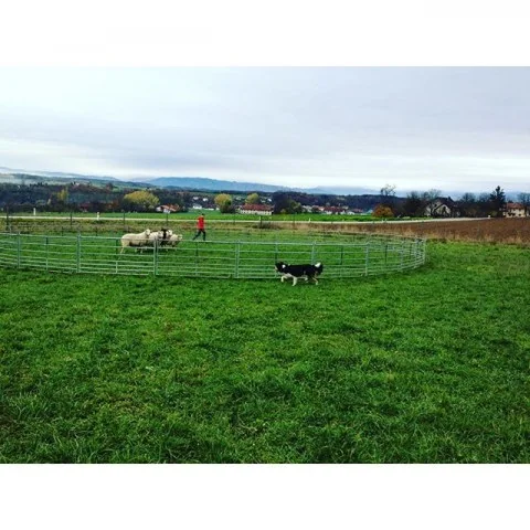 12142652_175795626098977_632583942_n