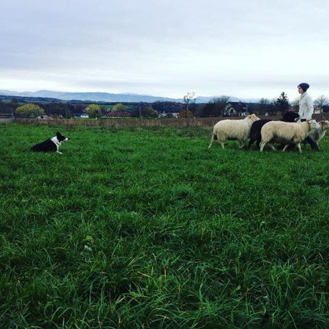 12224532_1646905645568780_1553725762_n