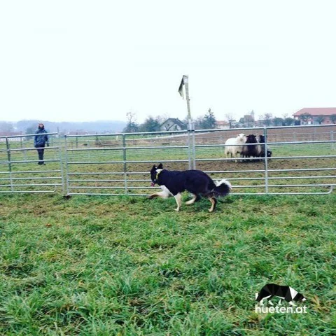 12237155_529186570591342_1952670357_n