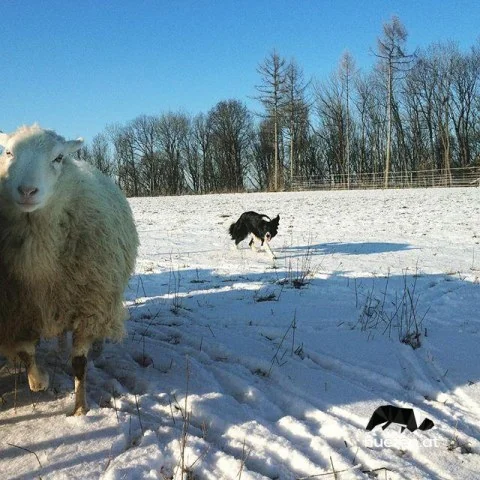 12407228_1676935242584735_1900161244_n