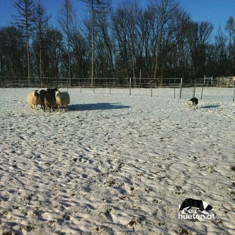 12543283_1664797140404264_149868420_n