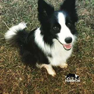 12677707_737758189692929_532611995_n