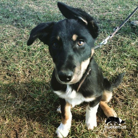 12797879_972002786188512_225687684_n