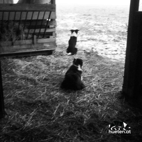 46208444_322013131968228_8078268569752201481_n