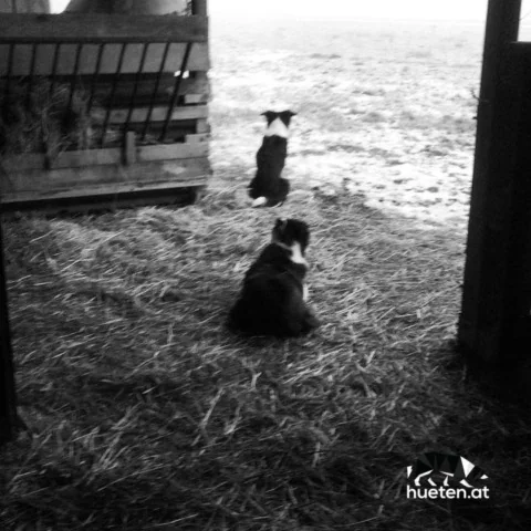 46208444_322013131968228_8078268569752201481_n