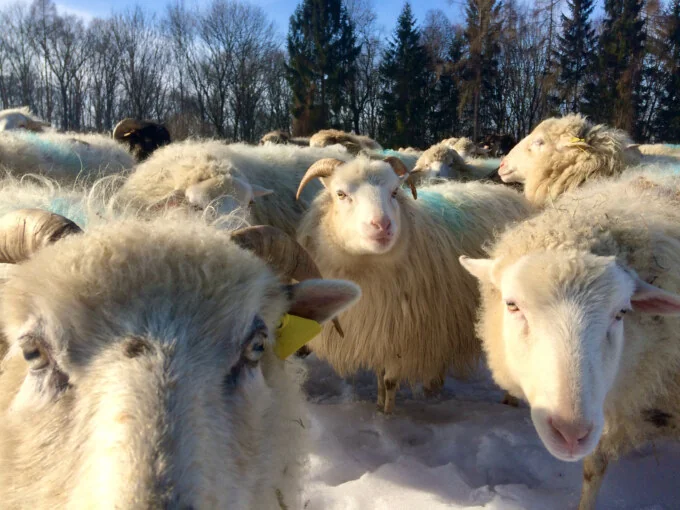 Frohe Weihnachten