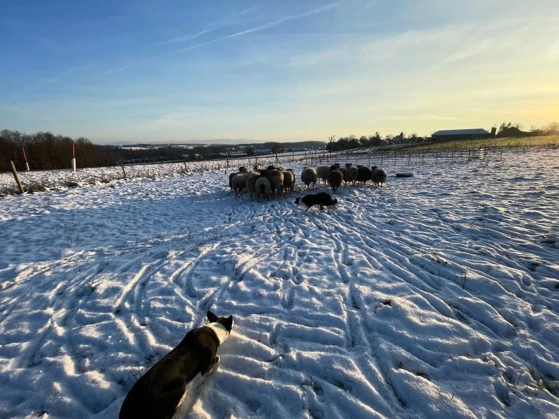 319653474_1236063903790355_833520137946921181_n Wintertime ️