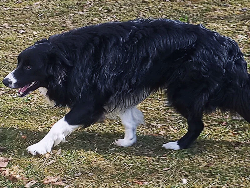 gehend-seitlich-gebückter-Kopf gehend-seitlich-gebückter-Kopf