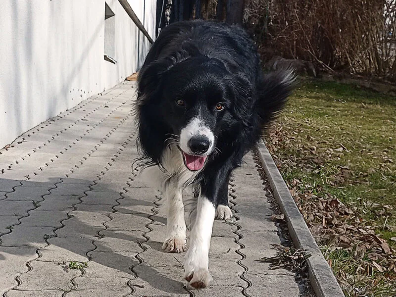 gehend-von-vorne_z gehend-von-vorne_z