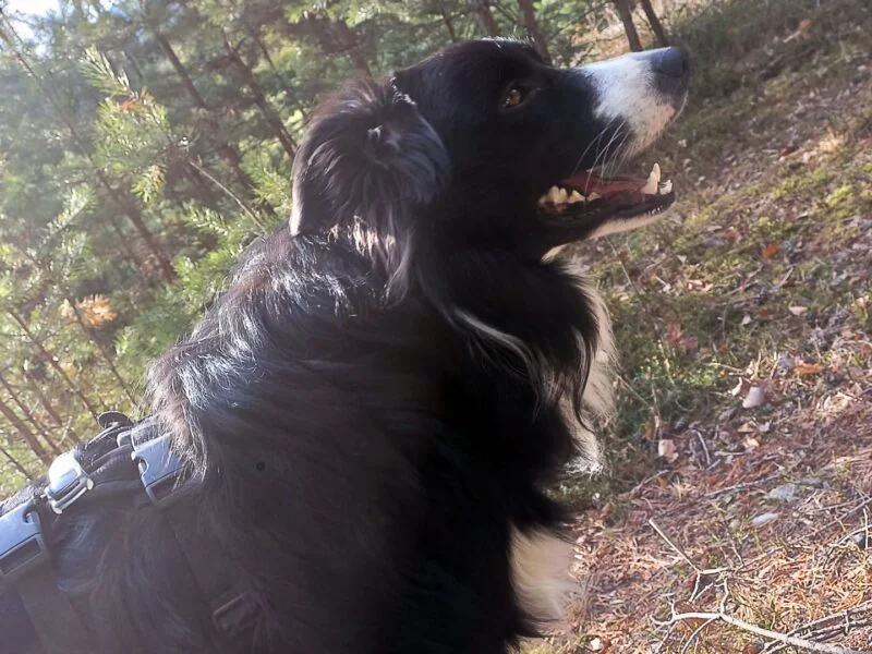 im-Wald-Sonnenstrahlen- im-Wald-Sonnenstrahlen-