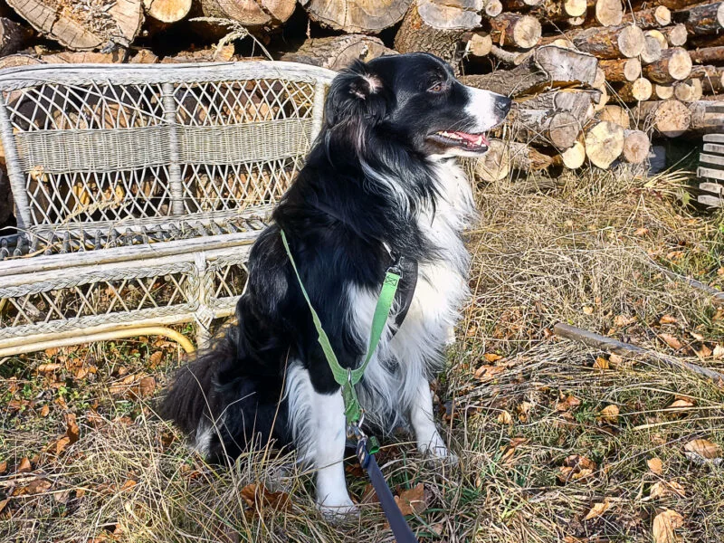 sitzend-seitlich-mit-Leine sitzend-seitlich-mit-Leine