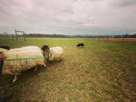 Image Not Found On Media Library