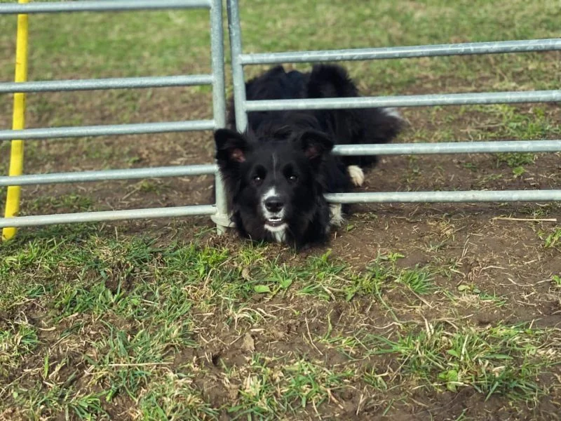 433142193_393246776750392_7327977673742979835_n Ally